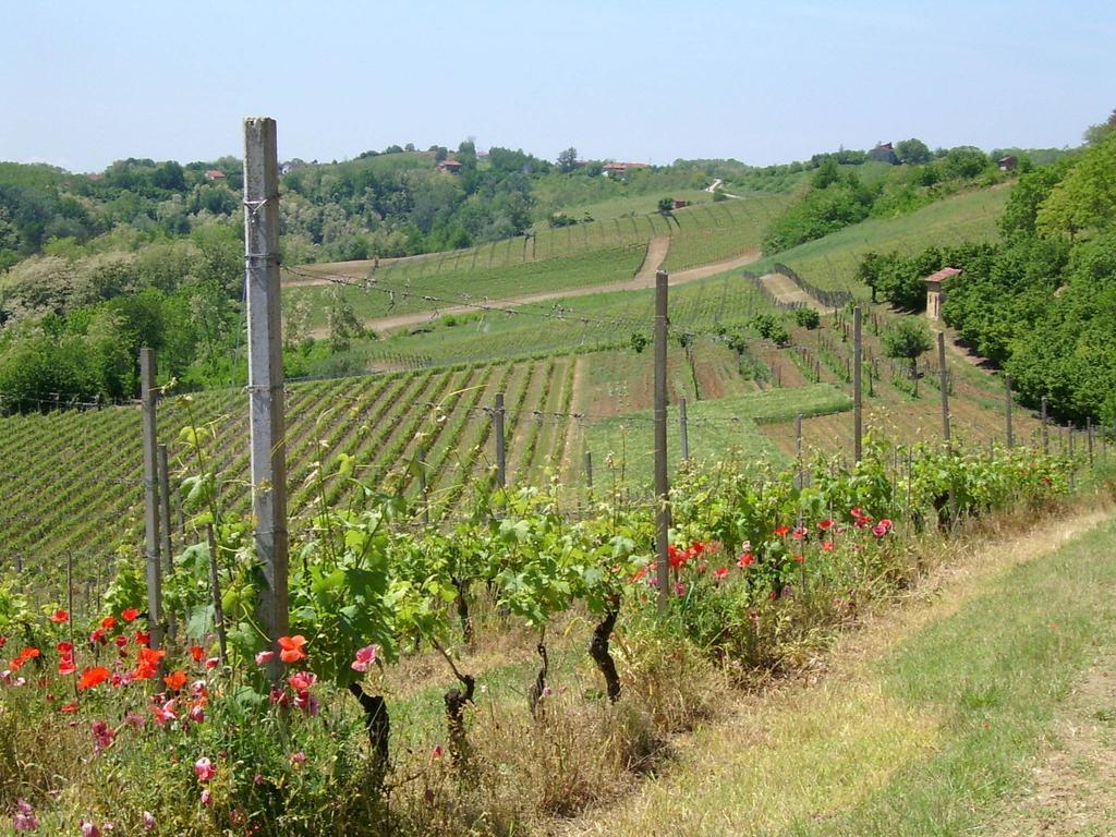 Cascina Rollone Villa Rocchetta Tanaro Exterior foto